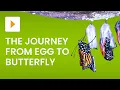 The Life Cycle of a Butterfly - Science for Kids