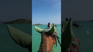 Swimming the horses in Mystique #reels #mystique