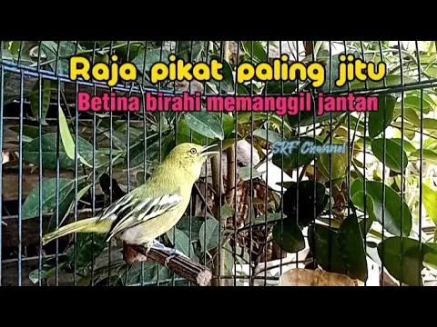 Download MP3 Sirtu pikat betina birahi memanggil jantan paling jitu untuk masteran#sirtugacor @srfchannel3881