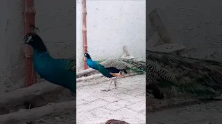 My Beautiful Peacock Https Youtu Be T2Fqu RPVDQ Si Hq4QSPkt12YzkyMh Slowed Aveeplayerlegend 