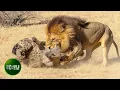 Most Terrifying Lion Attacks on Earth Ever Recorded | Animal Fights