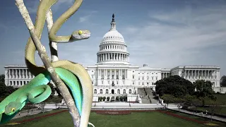 Snakes in Washington DC