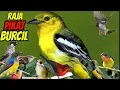 Download Lagu suara pikat semua jenis burung kecil || suara burcil ribut mp3