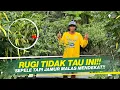Lagu STOP TANAMAN SAKIT DI MUSIM HUJAN !! SOLUSI CEGAH BUSUK BATANG, LAYU DAN TANAMAN MATI !!
