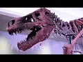 T Rex bones come to UIC for scanning University of Illinois Chicago