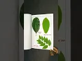 Names of leaves Leaf Types Of Leaves