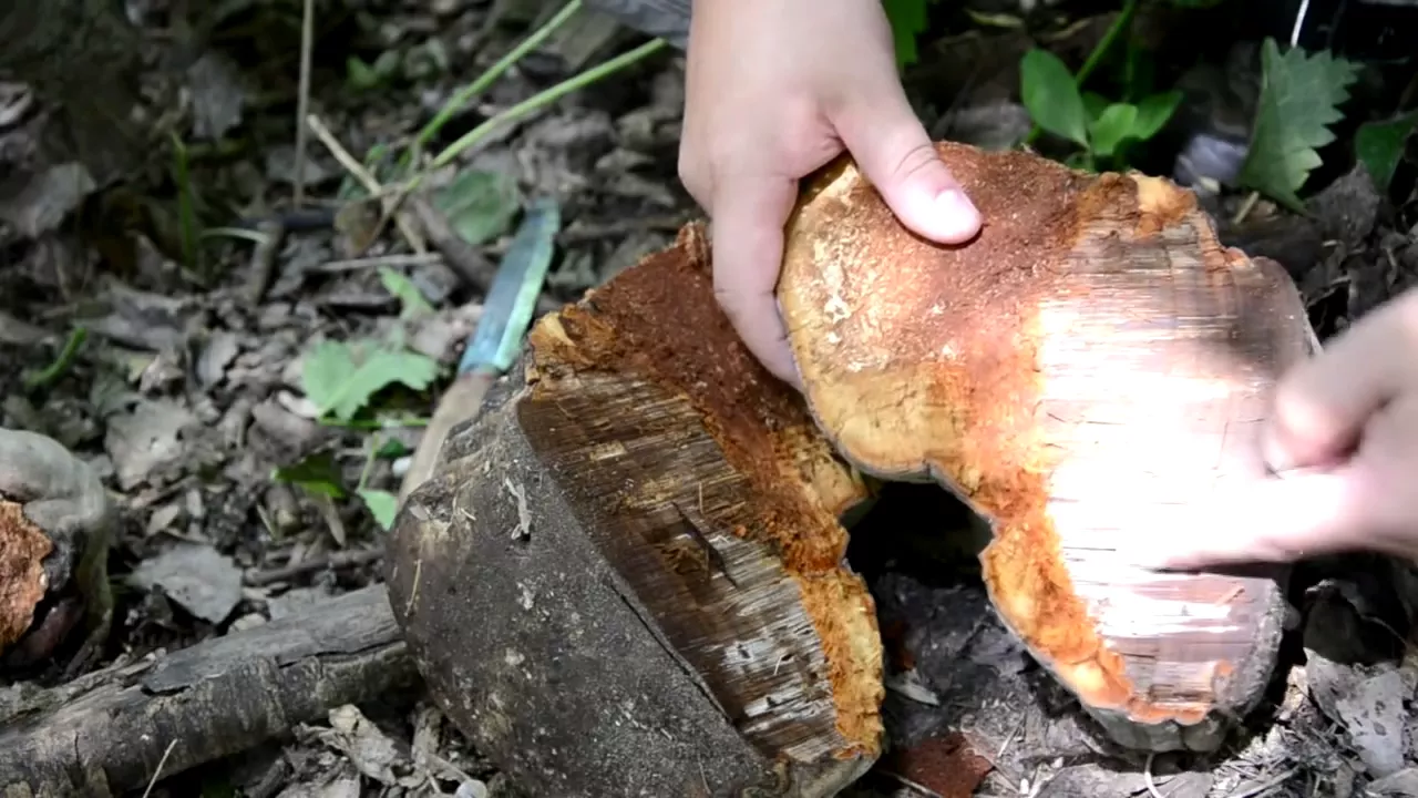 Изделия из трутовика. Трут. Трут форум. Трут из трутовика. Кремень камень кресало.