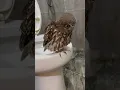 Download Lagu Antri toilet di malam hari bersama burung hantu #burunghantu #owl #animal #funny