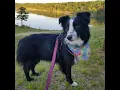 Top 10 Dog Friendly Wineries of New Jersey