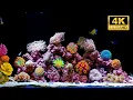 🐠 Betoverend 4K-aquarium met echte watergeluiden | Ontspannend koraalrif en tropische vissen