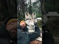Download Lagu ¡Debes saber esto! 🥰🐺 #sabiasque #lobo #animales #shorts