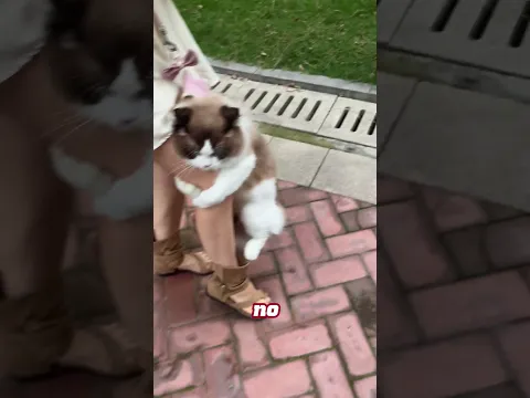 Plan para escapar del veterinario 😂