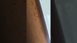 spider hunting 