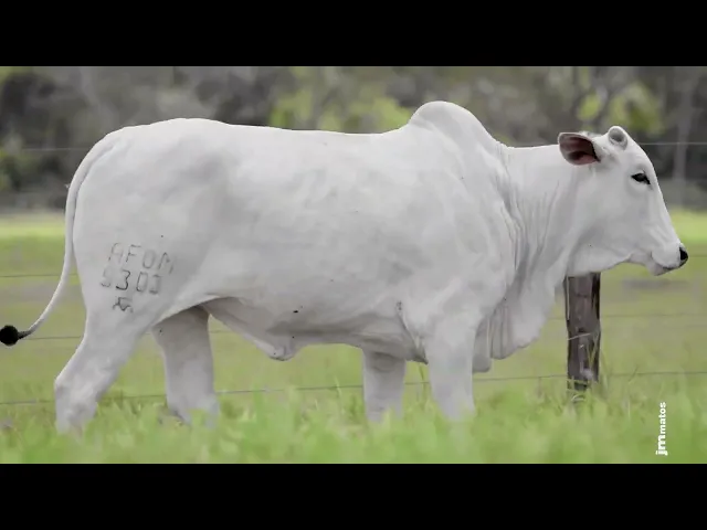 Novilha Nelore AFOM - 5303