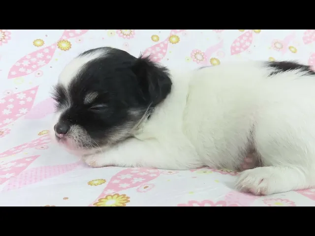 動画
