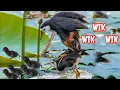 Download Lagu 🔴SUARA PIKAT  RUAK RUAK PALING AMPUH  SUARA ASLI JERNIH/Anakan dan indukan/Ruak Ruak Pikat mp3‼️