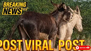 amazing donkey meeting donkeys talking u0026 reacting must watch
