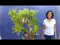 Propagating Gollum Jade with updates