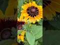 Download Lagu #minneapolis #islamicdailyreminders #islamicnasheed #momlife #allahuallahuallah #fyi