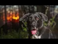 Borador dog How To Take Care of a Borador How long do Boradors live