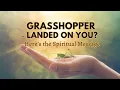 8 Spiritual Meanings of a Grasshopper Landing on You