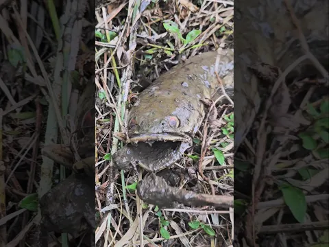 NGERI‼️MULUT GABUS INI PENUH LUMPUR🤯