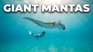 Swimming with mantas in the marquesas French Polynesia