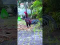 Download Lagu ayam bercorak bulu wangkas gulo jowo tuwek #ayam #chicken  #animals #funny #fyp