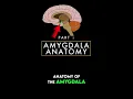 Download Lagu Anatomy of the amygdala