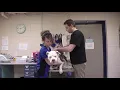 KCS Journey Through an Animal Shelter