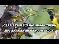 Download Lagu Suara pikat solusi sogon susah turun