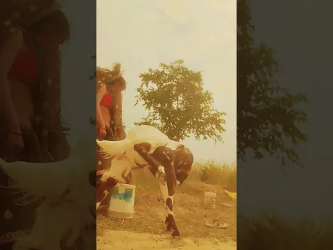 #animals