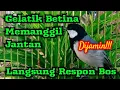 Download Lagu Gelatik betina memanggil jantan, terbukti ampuh