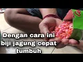 Download Lagu [TUTORIAL] CARA TANAM JAGUNG MANIS DARI BIJI