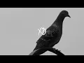 The Weeknd - Montreal Music Video