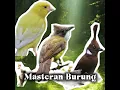 Tiga burung masteran handal kenari,cucak jenggot,cililin.