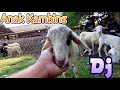 Download Lagu Dj Anak Kambing - Dimana Anak Kambing Saya