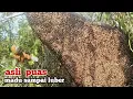Download Lagu Luar biasa‼️ hasil terobos semak madunya luber#bee #honey #panen #madu