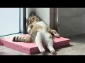 Lagu I Wanted a CAT, But God Gave Me a Comedian! 🤣 Funniest Cat Video 2025