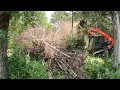 Kubota 97-3 Hammering Down on 10 Cedar with Fecon Drum Mulcher