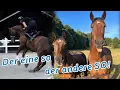 Download Lagu Joey gründet eine neue Herde - Jack’s Gelassenheit ist dahin