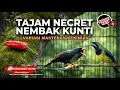 Lagu 🔴 Live Cucak Cungkok Super Gacor vs Rio Rio Nembak Rapet Isian Tajam Necret Kesukaan Juri Bengkulu