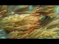 Amazing Coral Reef - Nature Documentary