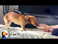Scared Dachshund Accepts Love From Foster Dad After 6 Weeks The Dodo