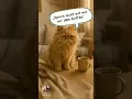 Download Lagu Der Guten-Morgen-Kater | #shorts #cat #cute #funny