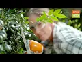 STIHL HSA 26 Battery Electric Shrub Shears