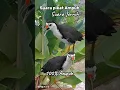 Download Lagu SUARA PIKAT RUAK RUAK TERBUKTI AMPUH BISA DI COBA #youtubeshorts #videoshorts