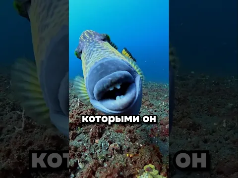 Кусь