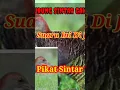 Download Lagu pikat sintar sawah #burung #pikat #viral #shorts