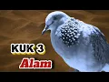 Download Lagu Suara Derkuku Tekukur Kuk 3 Gacor Suara Padat, Masteran Paling Dicari
